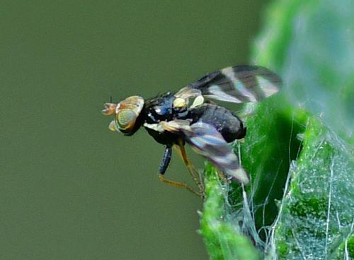 Urophora quadrifasciata